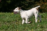 BOULEDOGUE AMERICAIN 388
